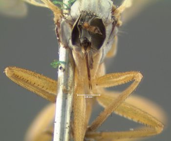 Media type: image;   Entomology 1131 Aspect: head frontal view